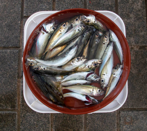 istock fresh fishs in bucket 1254905655