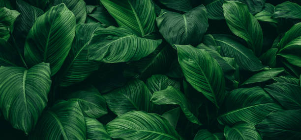 istock tropical leaves, abstract green leaves texture, nature background 1254906920