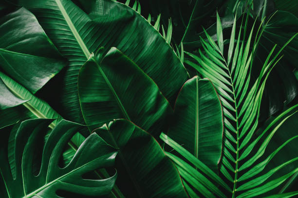 istock tropical leaves, abstract green leaves texture, nature background 1254906923