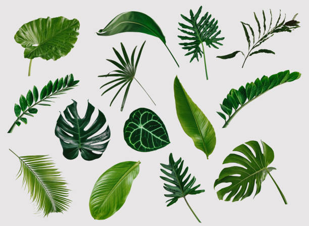 istock tropical leaves, abstract green leaves texture, nature background 1254906925