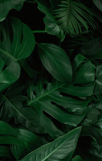 istock tropical leaves, abstract green leaves texture, nature background 1254906939