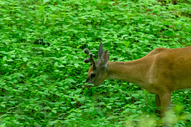 Deer amongst a crop of canola in rural Southern Alberta morning, Canada