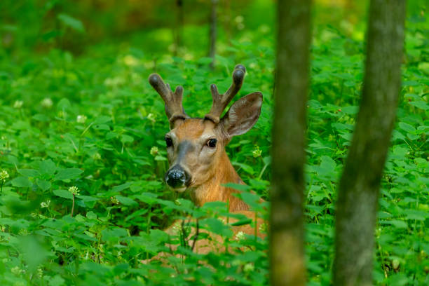 Mule Deer Buck with Velvety Antlers in Aspen Tree Forest - Animal wildlife in natural habitat during summer. Animal standing broadside looking straight at camera.