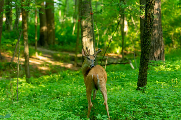 istock White tailed deer in Wisconsin state park 1254907764