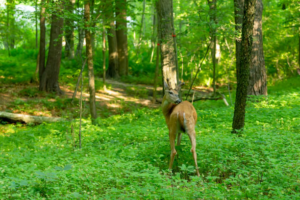 istock White tailed deer in Wisconsin state park 1254907794