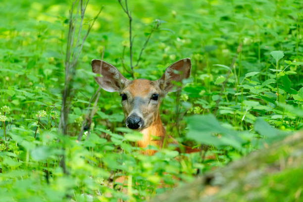 istock White tailed deer in Wisconsin state park 1254907802