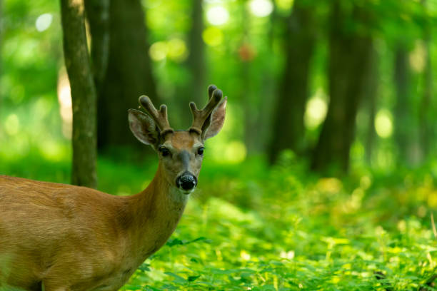 istock White tailed deer in Wisconsin state park 1254907804