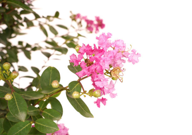istock Clusters of bright pink crape myrtle flowers 1254907816