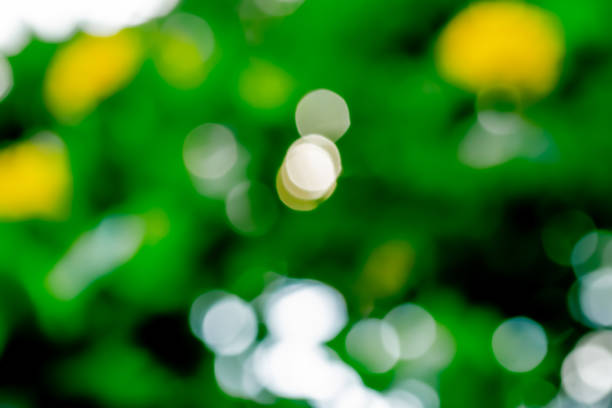 background blur at the garden.
