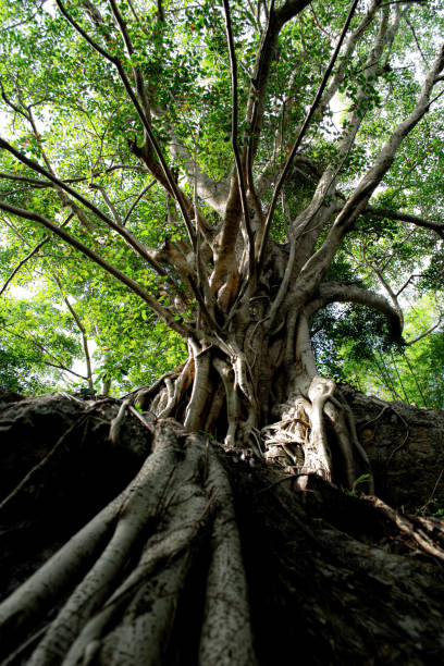 istock The old tree on the forrest Udonthani Thailand. 1254909960