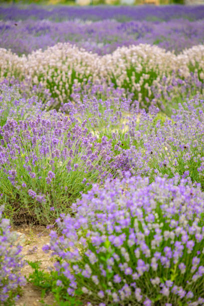 istock Lavender flower blooming scented fields as nature background, Czech republic 1254911114