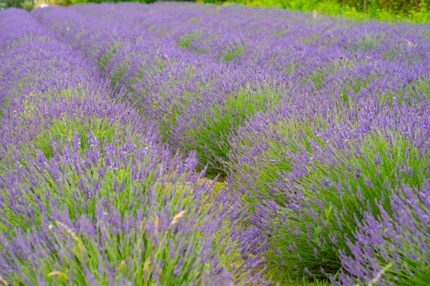 istock Lavender flower blooming scented fields as nature background, Czech republic 1254911145