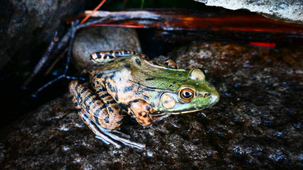 istock Quebec Green Frog on a Rock in Nature 1254911190