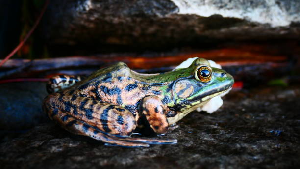 Amphibians portraits: toads and frogs studio shots. Green frog, Rana lessonae, rana esculenta, or Rana ridibunda, Phelophylax. Two frogs cheek to cheek of different colors representing the topic of diversity.