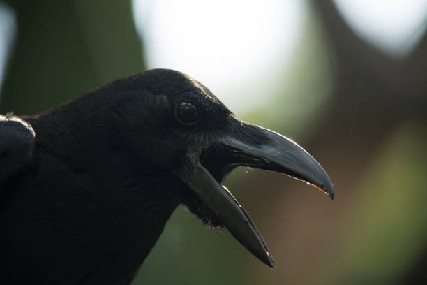 istock Close-Up Side Profile of a Crow's Head – Sharp Beak and Intense Gaze 1254911285