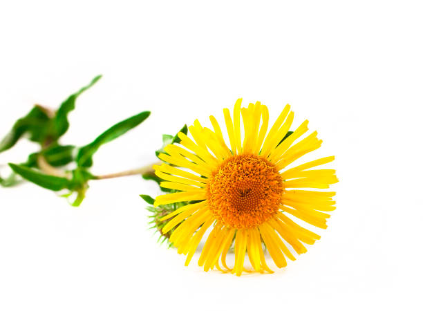 Inula yellow flower Inula yellow flower isolated on a white background. inula stock pictures, royalty-free photos & images
