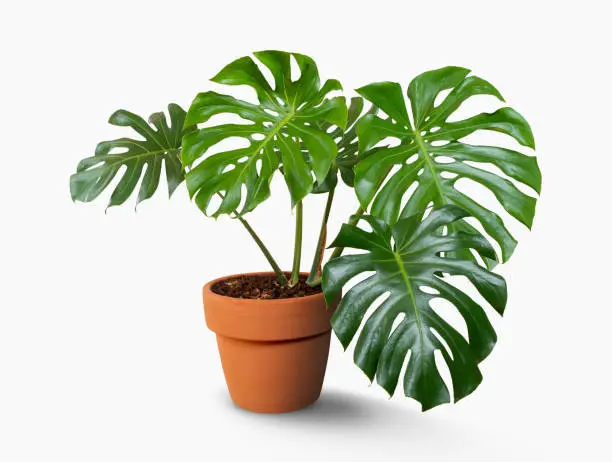 Giant Monstera tree in flowerpot isolated on white background with clipping path