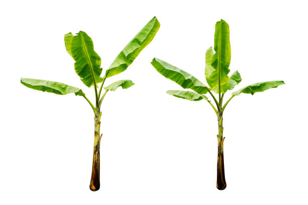 dos plátanos aislados sobre fondo blanco con ruta de recorte - banana tree fotografías e imágenes de stock