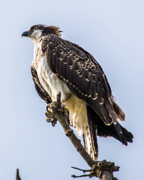 istock Osprey in portrait on a branch 1254913293