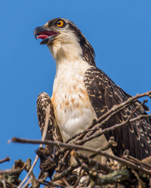istock Osprey in portrait on a branch 1254913326