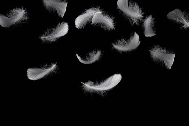 istock Abstract, Light fluffy a white feathers falling down in the air. black or dark background. 1254915448