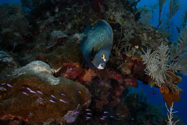 View of the French angelfish (Pomacanthus paru) and the coral reef in Grand Cayman - Cayman Islands