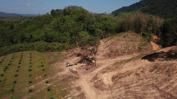 istock Palm oil, deforestation and rainforest 1254917284