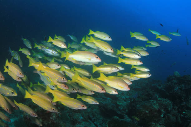 istock Fish school in ocean above coral reef 1254917386