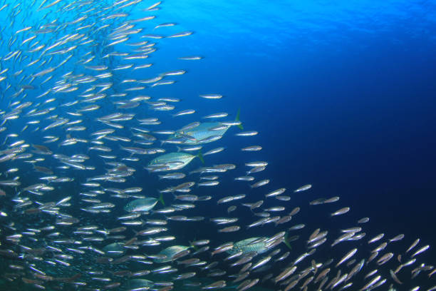 istock Sardines, mackerel and tuna underwater 1254917582