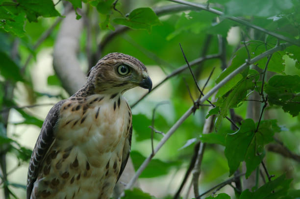 istock Crested goshawk in the nature 1254918594
