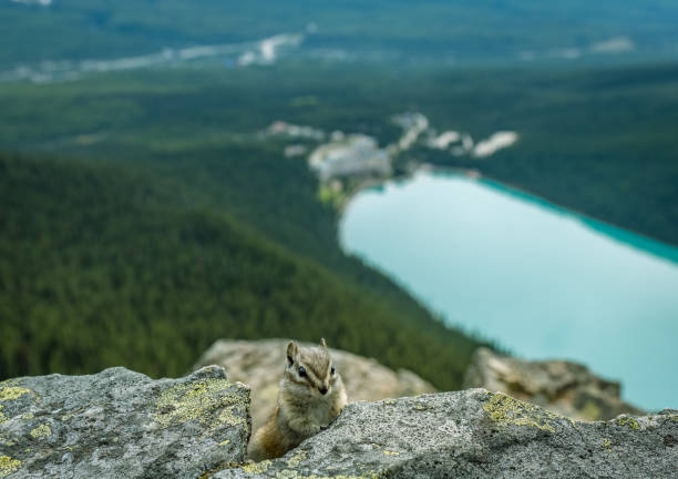istock Chipmunk waiting for the next treat. 1254919222