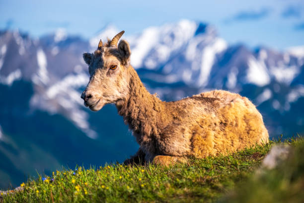 A mountain sheep located in the Canadian Rockies and being kept warm by the sun, Banff National Park, Alberta, Canada.
