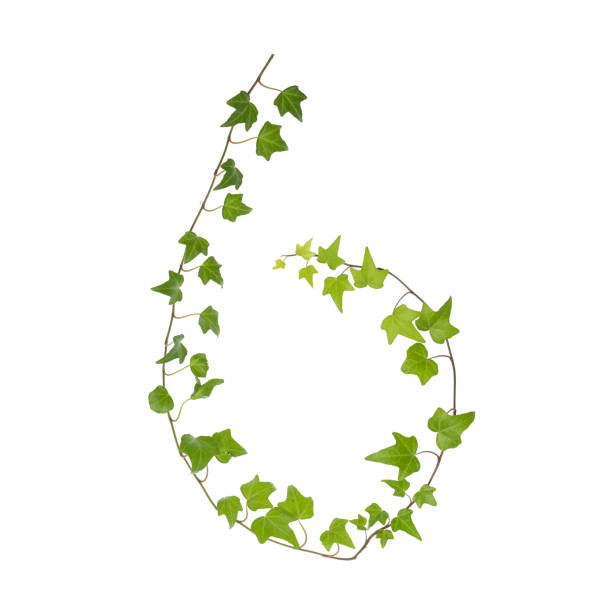 istock ivy leaves isolated on white 1254922482