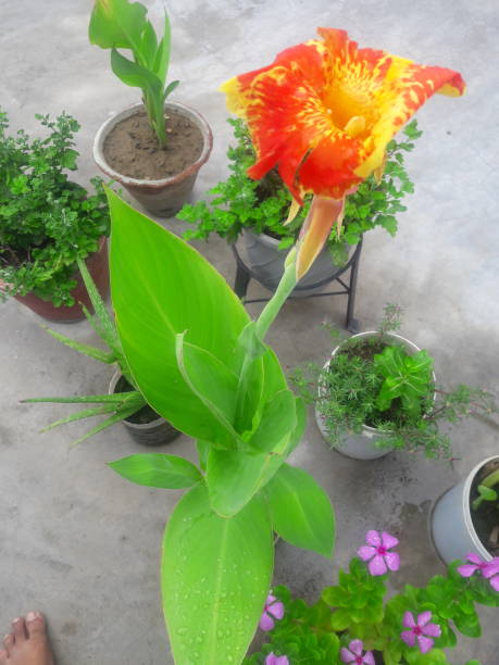 Canna lily flower