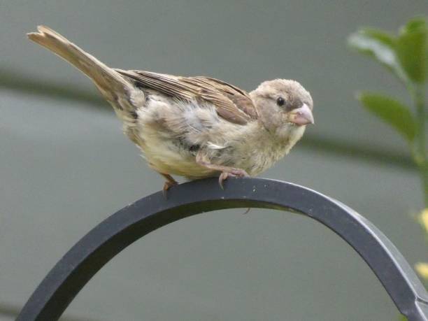istock Bird on top of feeder bar 1254924040