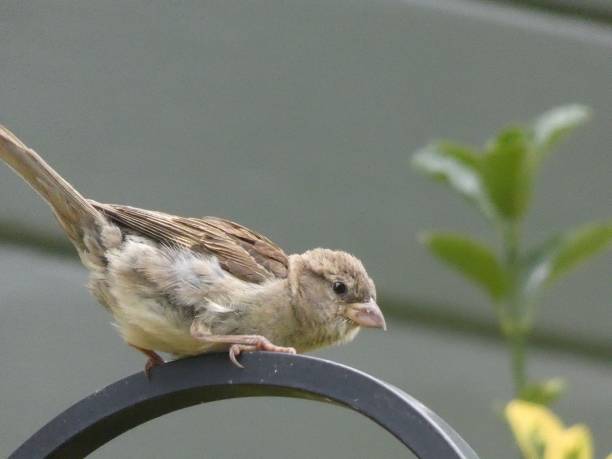 istock Bird on top of feeder bar 1254924058