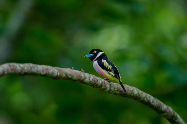 istock Black and Yellow broadbills perches on a brunch 1254924170