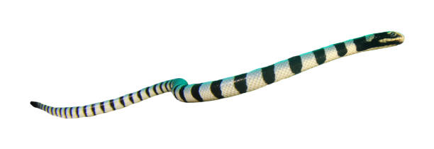 istock Banded Sea Snake isolated on white 1254924446