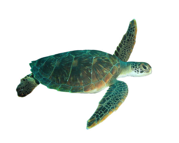 istock Green Sea Turtle isolated on white background 1254924457
