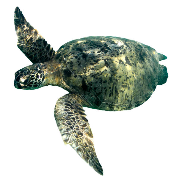 istock Green Sea Turtle isolated on white background 1254924458