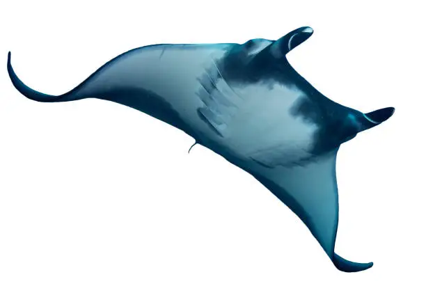Oceanic Manta Ray cut out on white background