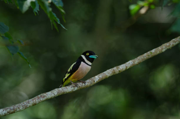 istock Black and Yellow broadbills perches on a brunch 1254925707