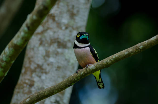 istock Black and Yellow broadbills perches on a brunch 1254925810