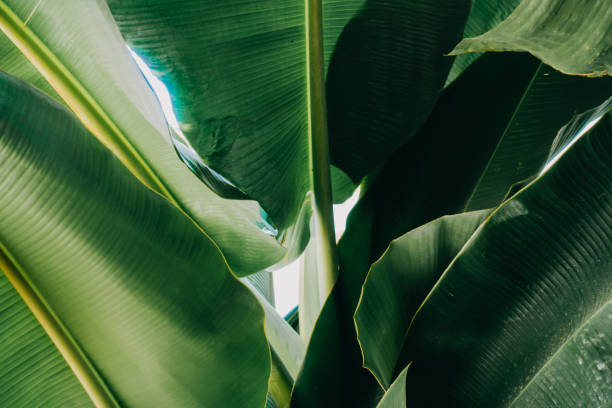 istock Abstract, nature Green leaf background and beautiful wallpaper. 1254926647