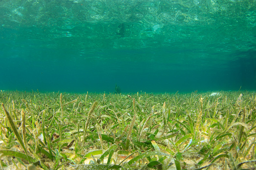 Sea grass or seaweed with clear blue water above