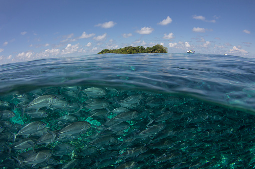 School of Bigeye Trevally fish (Jackfish) underwater beside Sipadan Island, Borneo. Half and half or split photo