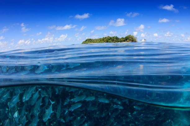 istock Jack fish at Sipadan Island 1254928016