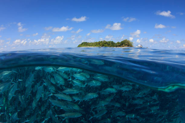 istock Jack fish at Sipadan Island 1254928017