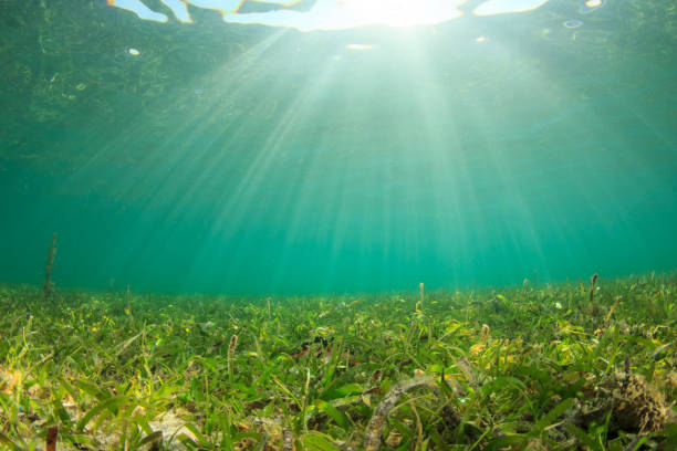 istock Underwater background blue water over green seagrass 1254928025