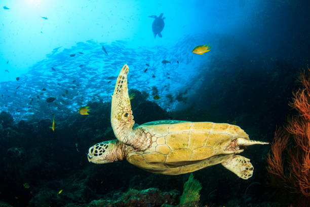 istock Green Sea Turtle on coral reef 1254928029